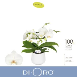 Phalaenopsis white more Ripsen Dioro Prestige 2 spike in Anja White
(3 Plants/Order)(12cmP 50cmH)