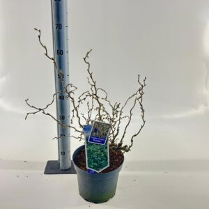 Corylus avellana Corylus avellana 'Scooter'
(1 Plants/Order)(23cmP 70cmH)