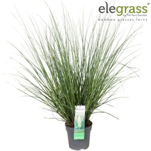 Cortaderia selloana Cortaderia selloana 'Evita' P23
(1 Plants/Order)(23cmP 100cmH)