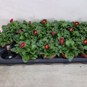 Bellis perennis Rushe Beliis red 9 cm
(18 Plants/Order)(9cmP 20cmH)