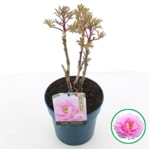 Paeonia suffruticosa Paeonia suffruticosa light pink C3 (19cm.)
(1 Plants/Order)(19cmP 40cmH)
