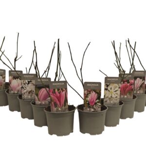 Magnolia Magnolia P12 mix
(10 Plants/Order)(12cmP 35cmH)