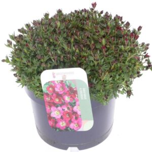 Saxifraga Touran Deep Saxifraga Touran Deep Red
(1 Plants/Order)(17cmP 20cmH)