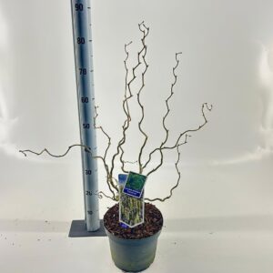 Corylus avellana Contorta Corylus avellana 'Contorta'
(1 Plants/Order)(23cmP 60cmH)