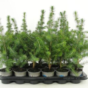 Picea omorika Picea omorika
(24 Plants/Order)(9cmP 50cmH)