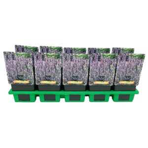 Nepeta Nepeta racemosa 'Grog' P11
(10 Plants/Order)(11cmP 25cmH)