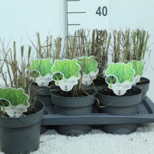 Miscanthus sinensis Zebrinus Miscanthus sin. 'Zebrinus' P17
(1 Plants/Order)(17cmP 30cmH)