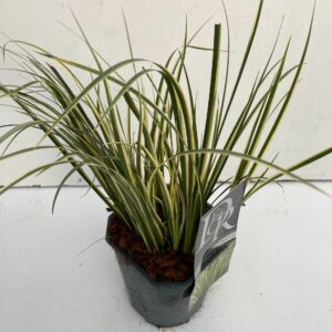 Siergrassen mix Acorus 'Argenteostriatus'
(6 Plants/Order)(17cmP 40cmH)
