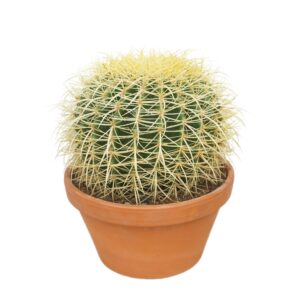 Echinocactus grusonii Echinocactus grusonii 27 cm
(2 Plants/Order)(27cmP 35cmH)
