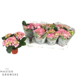Hydrangea Rosa Hydrangea macr. 10cm pink 3+bloem
(8 Plants/Order)(10cmP 22cmH)