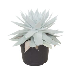 Dudleya brittonii Dudleya 17 cm
(3 Plants/Order)(17cmP 25cmH)