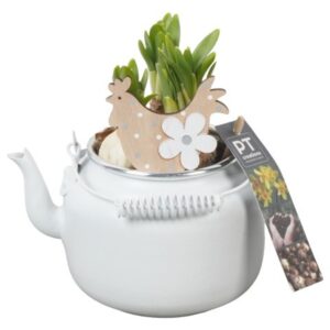 Narcissus Tete a Tete PTNP4445 Arrangement Narcissus Easter in Zinc Pot
(6 Plants/Order)(10cmP 18cmH)