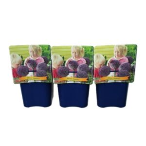 Allium Gladiator Allium 'Gladiator'' C5
(1 Plants/Order)(21cmP 35cmH)