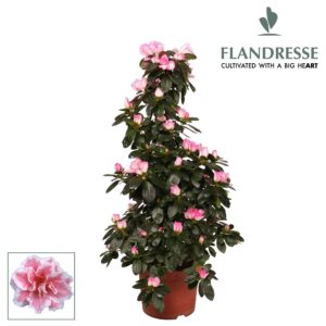 Rhododendron Azalea Flandresse® piramide 'bont' 65 cm
(6 Plants/Order)(17cmP 65cmH)