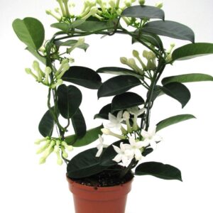 Stephanotis floribunda Fleur Parfum 6-9 receme
(8 Plants/Order)(12cmP 45cmH)