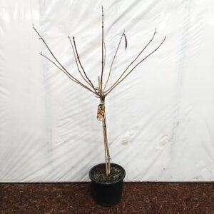 Campsis Indian Summer Campsis tagliabuana 'Indian Summer' 80 stam
(1 Plants/Order)(32cmP 150cmH)