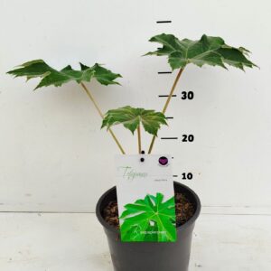 fruit trees and -heesters ov Tetrapanax papyrifera
(1 Plants/Order)(19cmP 30cmH)