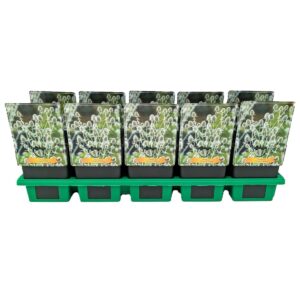 Eryngium planum Eryngium 'Victory White' P11
(10 Plants/Order)(11cmP 25cmH)