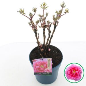 Paeonia suffruticosa Paeonia suffruticosa donker pink C3 (19cm.)
(1 Plants/Order)(19cmP 40cmH)