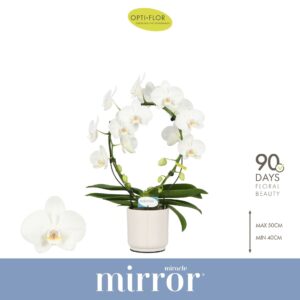 Phalaenopsis white more Ripsen Mirror Miracle Aurora 2 spike in Lazio White
(6 Plants/Order)(12cmP 50cmH)