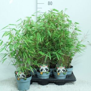 Fargesia rufa Fargesia Rufa p15
(6 Plants/Order)(15cmP 70cmH)