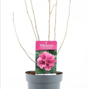 Hibiscus syriacus Duc de Brabant Hibiscus syr. 'Duc de Brabant' P19/C3
(1 Plants/Order)(19cmP 55cmH)