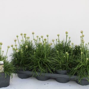 Armeria maritima Alba Armeria white
(8 Plants/Order)(13cmP 30cmH)