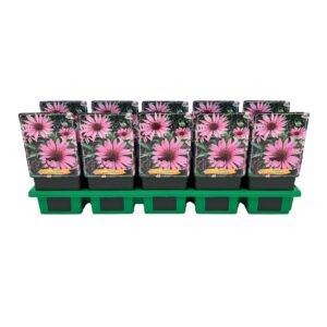 Echinacea purpurea Rubinstern Echinacea purpurea ‘Rubinstern' P11
(10 Plants/Order)(11cmP 25cmH)
