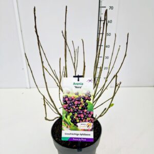 Aronia prunifolia Aronia prun. 'Nero' 40-60C5
(1 Plants/Order)(23cmP 60cmH)