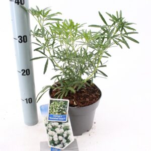 Choisya ternata Choisya Scented Gem
(1 Plants/Order)(17cmP 35cmH)