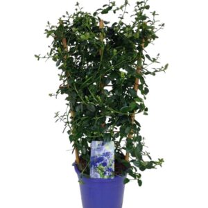 Ceanothus thyrsiflorus var. repens Ceanothus thyrsiflorus var. repens bamboo Rack
(1 Plants/Order)(17cmP 60cmH)