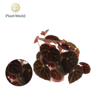 Begonia ferox Begonia rex Ferox
(5 Plants/Order)(17cmP 35cmH)