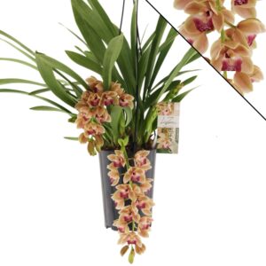 Cymbidium Springwind 3 spike
(4 Plants/Order)(14cmP 60cmH)