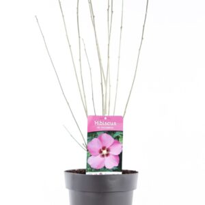 Hibiscus syriacus Hibiscus syr. 'Woodbridge' P21/C4.6
(1 Plants/Order)(21cmP 85cmH)