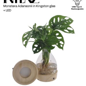 Monstera obliqua Leichtlinii Monstera adansonii 12cm in Kingston Glas + LED - levertijd: 24 h
(3 Plants/Order)(12cmP 30cmH)