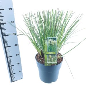 Cortaderia selloana Tiny Pampa Cortaderia selloana Tiny Pampa (‘Day1’PBR)
(1 Plants/Order)(29cmP 65cmH)