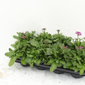 Arabis blepharophylla Fruehlingsza Arabis pink
(8 Plants/Order)(13cmP 20cmH)