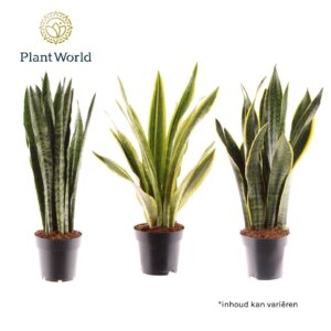 Sansevieria Sansevieria mix
(6 Plants/Order)(14cmP 45cmH)