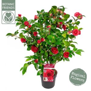 Camellia japonica Camellia jap. 'Black Lace' Premium
(1 Plants/Order)(19cmP 80cmH)