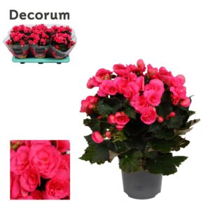 Begonia Adonia Pink Begonia Adonia pink 14 cm
(6 Plants/Order)(14cmP 32cmH)