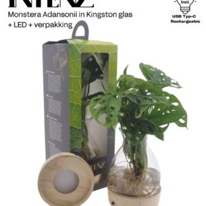 Monstera obliqua Leichtlinii Monstera in Kingston + LED + Verpakking-levertijd 24u
(6 Plants/Order)(12cmP 25cmH)