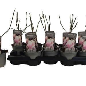 Magnolia soulangeana Magnolia x soulangeana P12
(10 Plants/Order)(12cmP 35cmH)