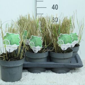 Calamagrostis x Overdam Calamagrostis x acutiflora 'Overdam' P17
(1 Plants/Order)(17cmP 35cmH)