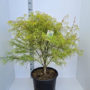 Acer palmatum Koto-no-ito Acer palmatum 'Koto-no-ito'
(1 Plants/Order)(43cmP 130cmH)