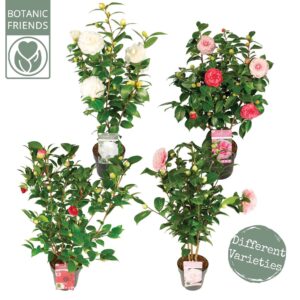 Camellia Camellia jap. Diverse mix Premium
(1 Plants/Order)(19cmP 80cmH)