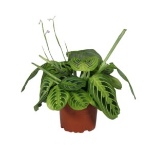 Maranta Maranta leuconeura Fascinator Lemon Lime
(10 Plants/Order)(12cmP 30cmH)