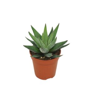 Haworthia Concolor Haworthia concolor 5,5 cm ZONDER etiket
(54 Plants/Order)(5.5cmP 8cmH)