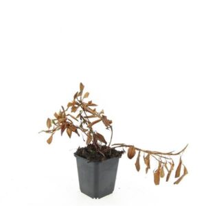 Persicaria affinis Darjeeling Red Persicaria aff. 'Darjeeling Red'
(12 Plants/Order)(9cmP 5cmH)