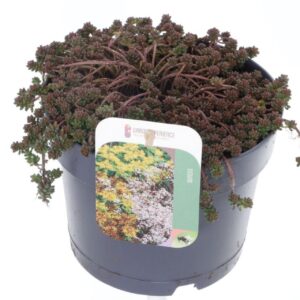 Sedum album Coral Carpet Sedum album Coral Carpet
(1 Plants/Order)(17cmP 20cmH)