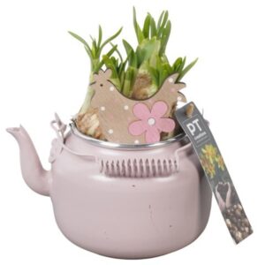 Narcissus Tete a Tete PTNP4444 Arrangement Narcissus Easter in Zinc Pot
(6 Plants/Order)(10cmP 18cmH)